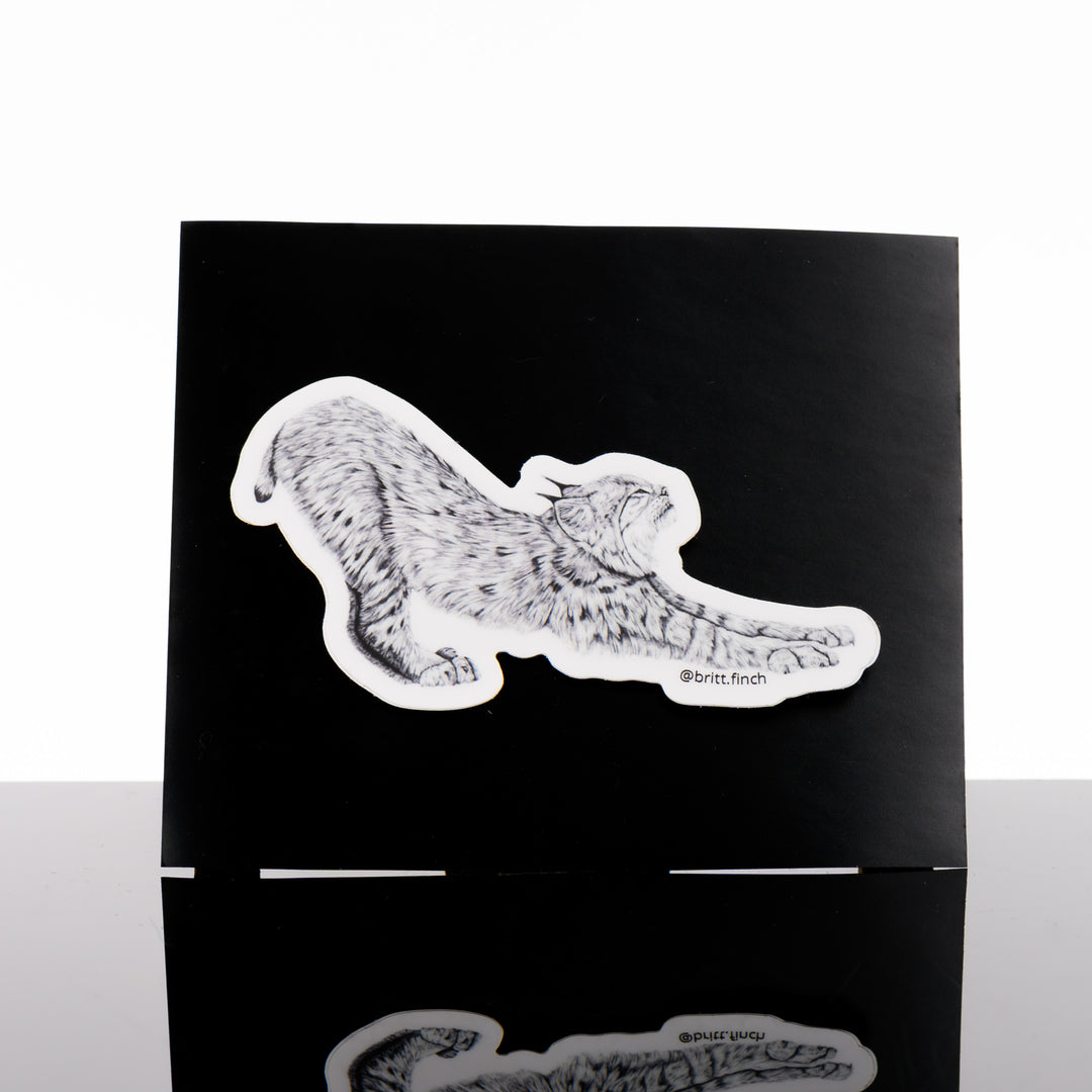 Black and white vinyl sticker featuring original artwork of the profile of a bobcat in the midst of a long stretch, made in Montana by Brittany Finch Art