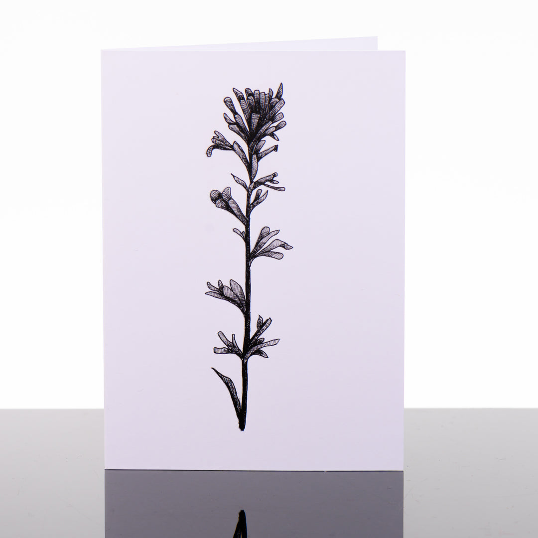 Blank greeting card featuring original black and white artwork by Brittany Finch - a single Indian Paintbrush stem and flower - by Brittany Finch Art in Montana