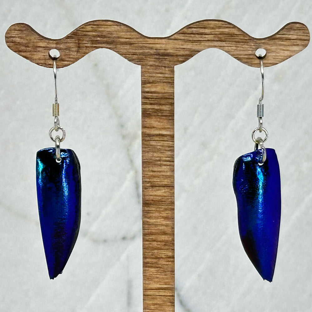Pair of Blue Jewel Beetle Elytra Earrings with Stainless Steel Wires by Woodland Goth Creations