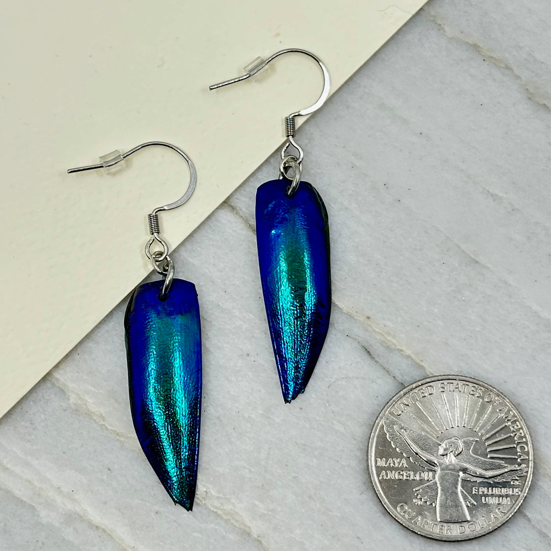 Pair of Blue Jewel Beetle Elytra Earrings with Stainless Steel Wires by Woodland Goth Creations, scale